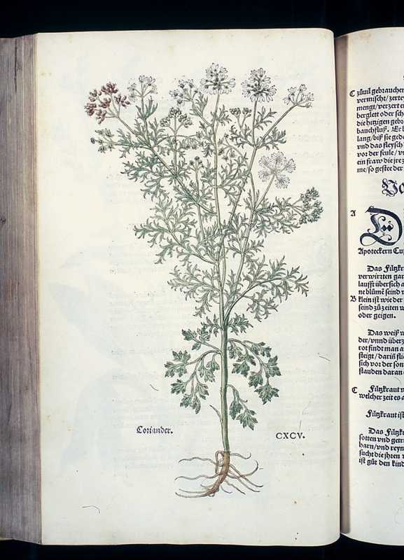 Abbildung Coriander