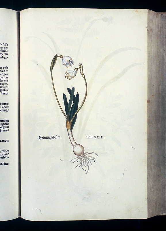 Abbildung Hornungblum