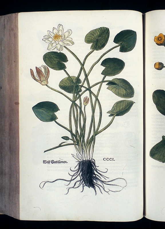 Abbildung Wei Seeblumen