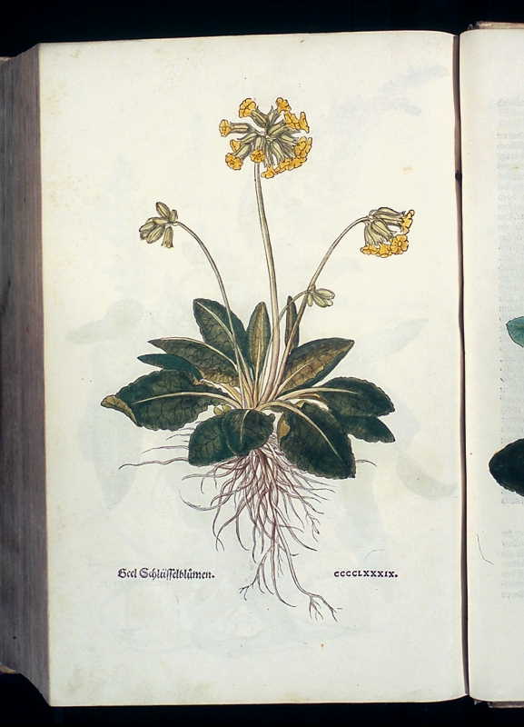 Abbildung Geel Schlsselblumen